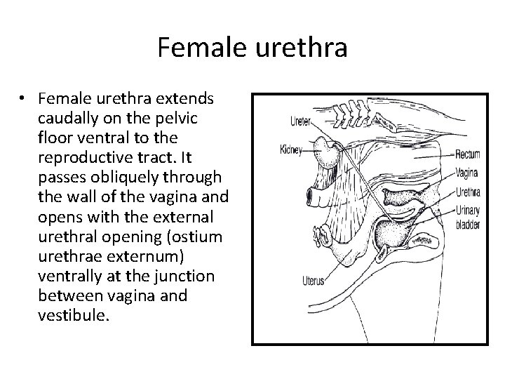 Female urethra • Female urethra extends caudally on the pelvic floor ventral to the