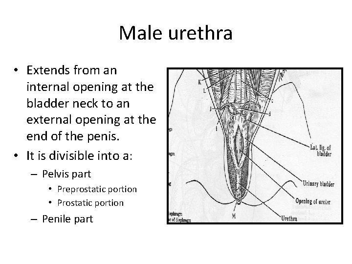 Male urethra • Extends from an internal opening at the bladder neck to an
