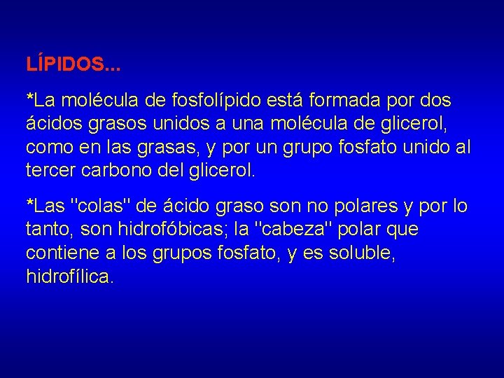 LÍPIDOS. . . *La molécula de fosfolípido está formada por dos ácidos grasos unidos