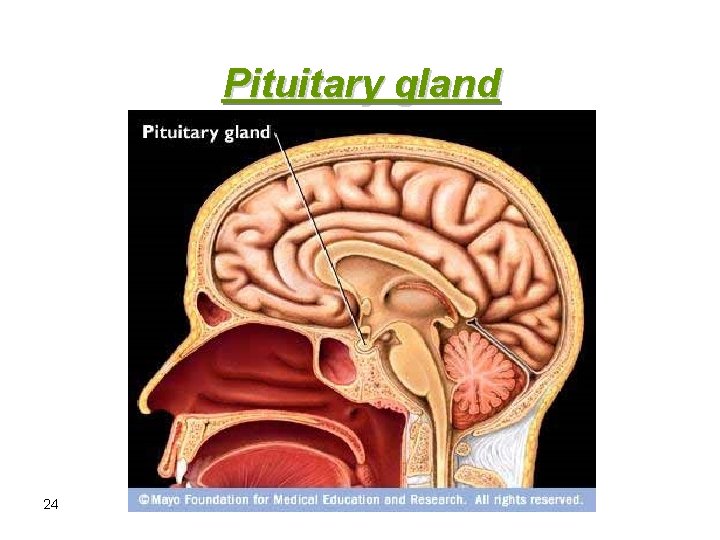 Pituitary gland 24 