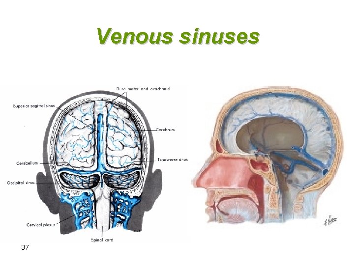 Venous sinuses 37 