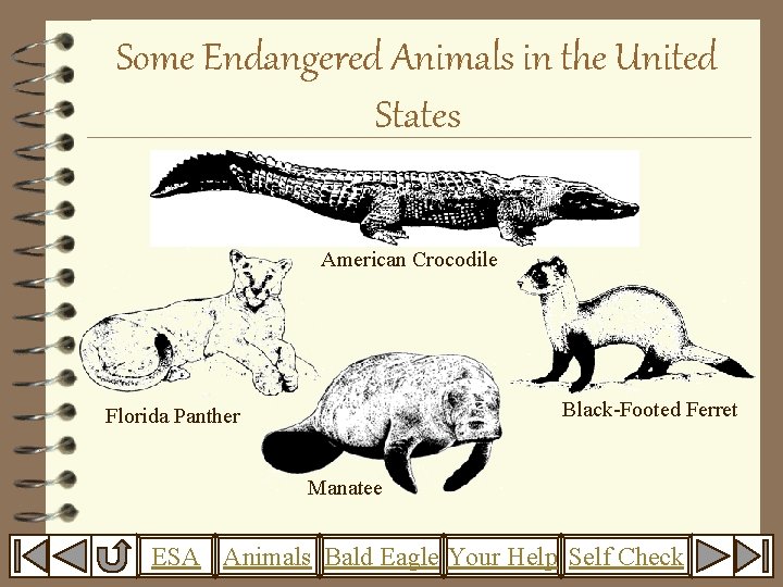 Some Endangered Animals in the United States American Crocodile Black-Footed Ferret Florida Panther Manatee