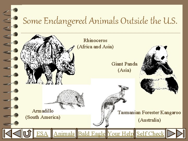Some Endangered Animals Outside the U. S. Rhinoceros (Africa and Asia) Giant Panda (Asia)