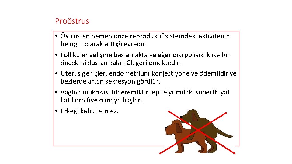 Proöstrus • Östrustan hemen önce reproduktif sistemdeki aktivitenin belirgin olarak arttığı evredir. • Folliküler