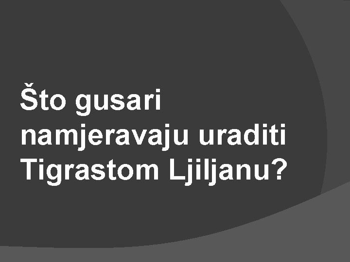 Što gusari namjeravaju uraditi Tigrastom Ljiljanu? 