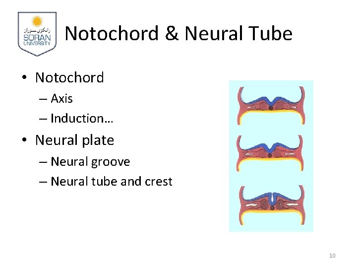 Notochord & Neural Tube • Notochord – Axis – Induction… • Neural plate –