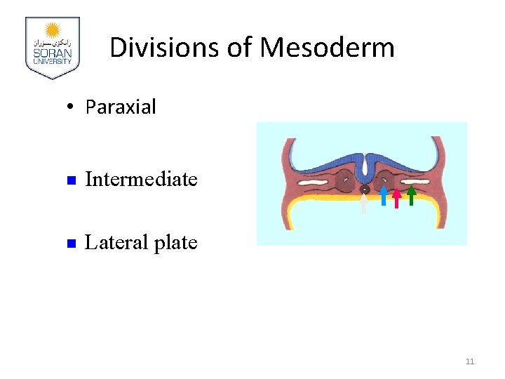 Divisions of Mesoderm • Paraxial n Intermediate n Lateral plate 11 