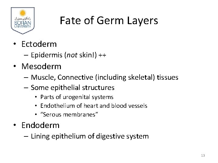 Fate of Germ Layers • Ectoderm – Epidermis (not skin!) ++ • Mesoderm –