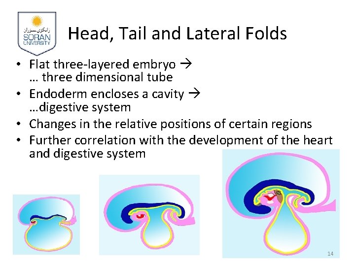 Head, Tail and Lateral Folds • Flat three-layered embryo … three dimensional tube •