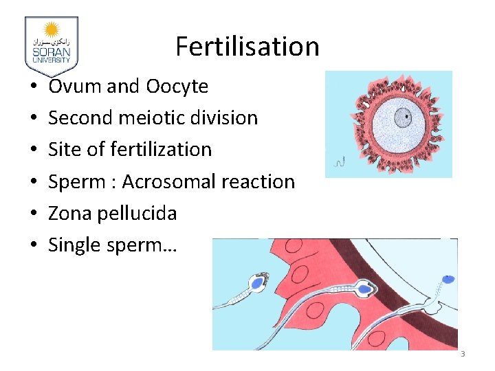 Fertilisation • • • Ovum and Oocyte Second meiotic division Site of fertilization Sperm