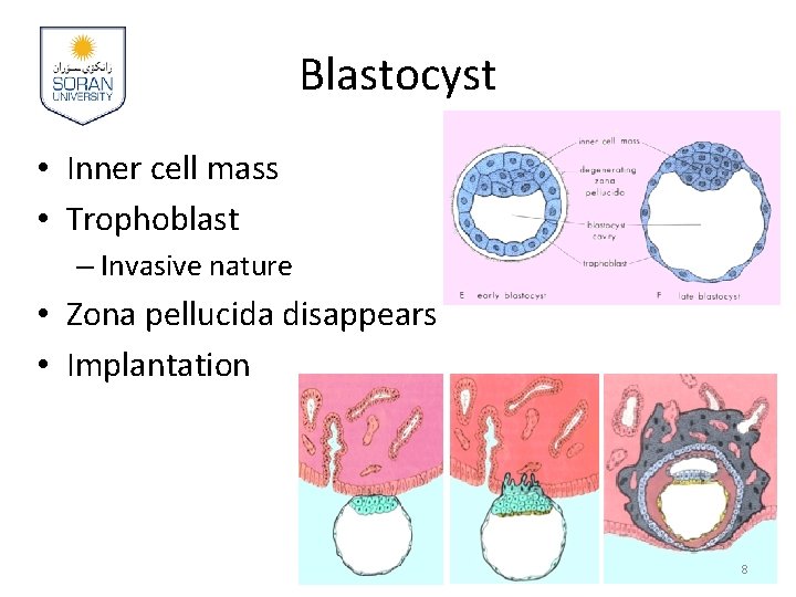 Blastocyst • Inner cell mass • Trophoblast – Invasive nature • Zona pellucida disappears