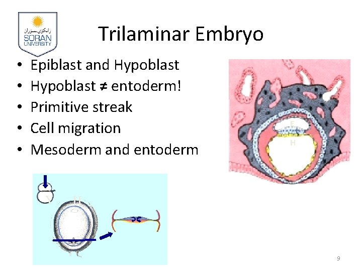 Trilaminar Embryo • • • Epiblast and Hypoblast ≠ entoderm! Primitive streak Cell migration