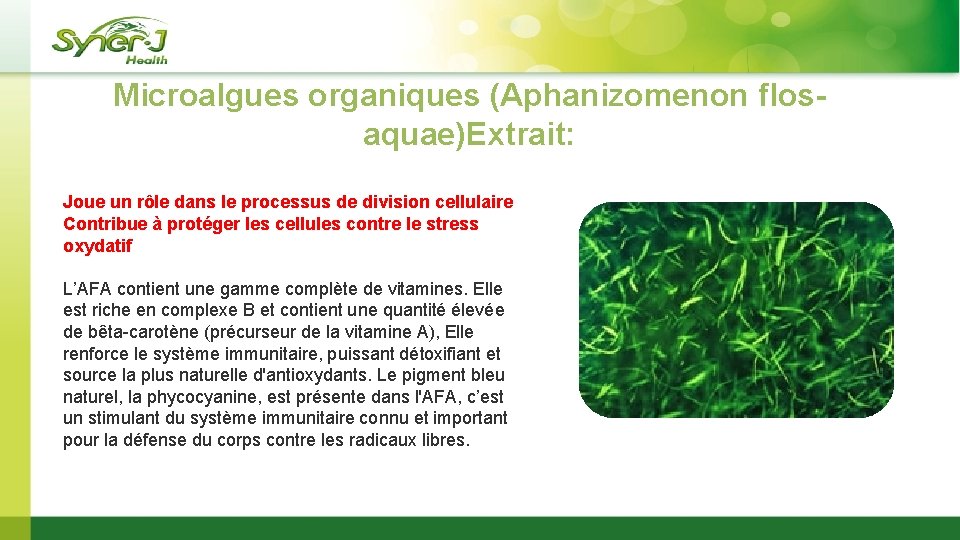 Microalgues organiques (Aphanizomenon flosaquae)Extrait: Joue un rôle dans le processus de division cellulaire Contribue