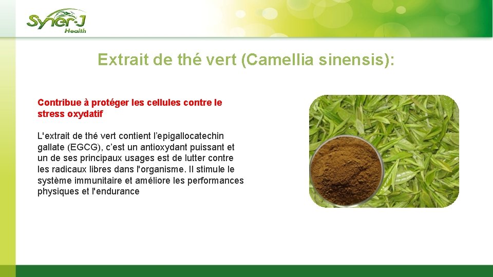 Extrait de thé vert (Camellia sinensis): Contribue à protéger les cellules contre le stress