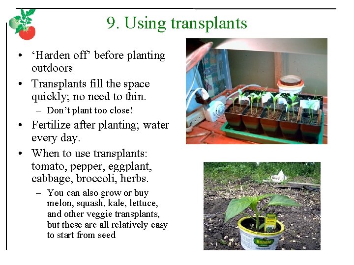9. Using transplants • ‘Harden off’ before planting outdoors • Transplants fill the space