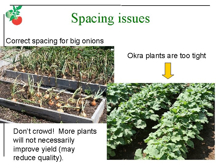 Spacing issues Correct spacing for big onions Okra plants are too tight Don’t crowd!