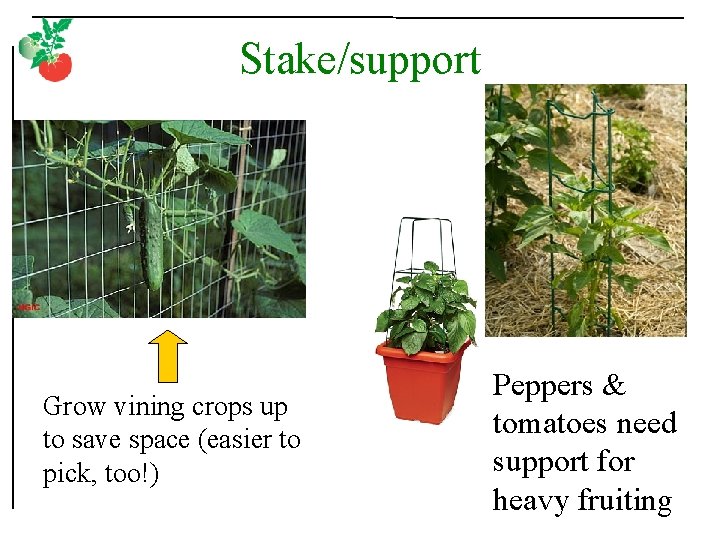 Stake/support Grow vining crops up to save space (easier to pick, too!) Peppers &