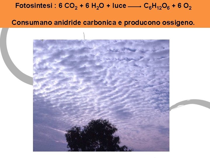 Fotosintesi : 6 CO 2 + 6 H 2 O + luce C 6