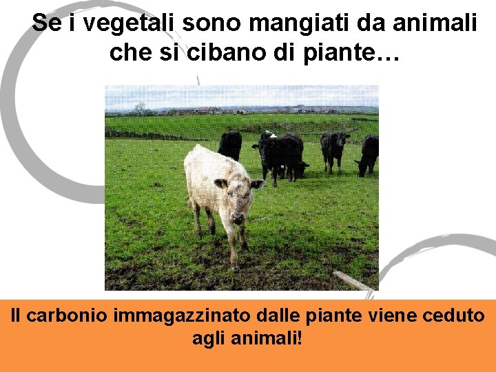 Se i vegetali sono mangiati da animali che si cibano di piante… Il carbonio