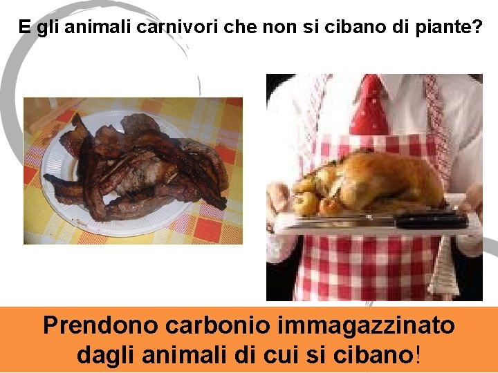 E gli animali carnivori che non si cibano di piante? Prendono carbonio immagazzinato dagli