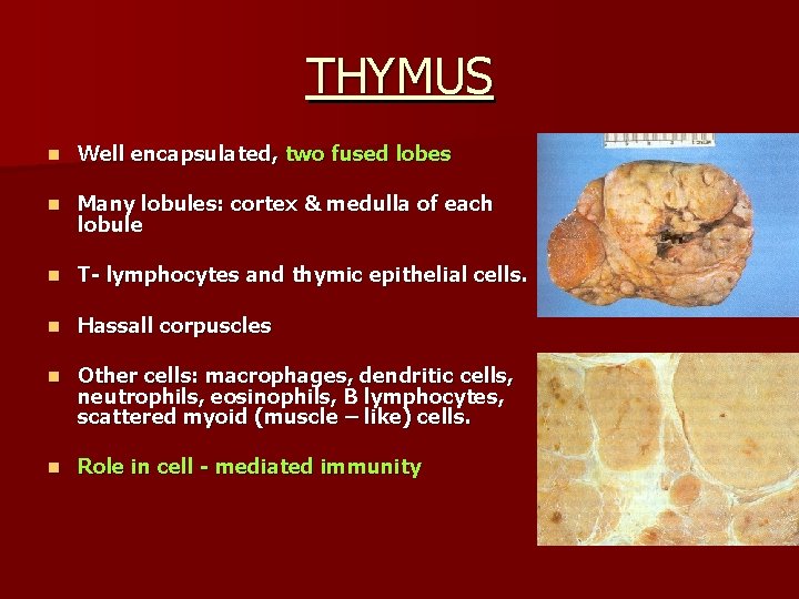 THYMUS n Well encapsulated, two fused lobes n Many lobules: cortex & medulla of