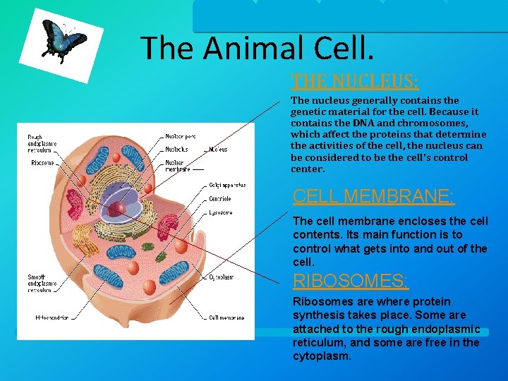 The Animal Cell. THE NUCLEUS: The nucleus generally contains the genetic material for the
