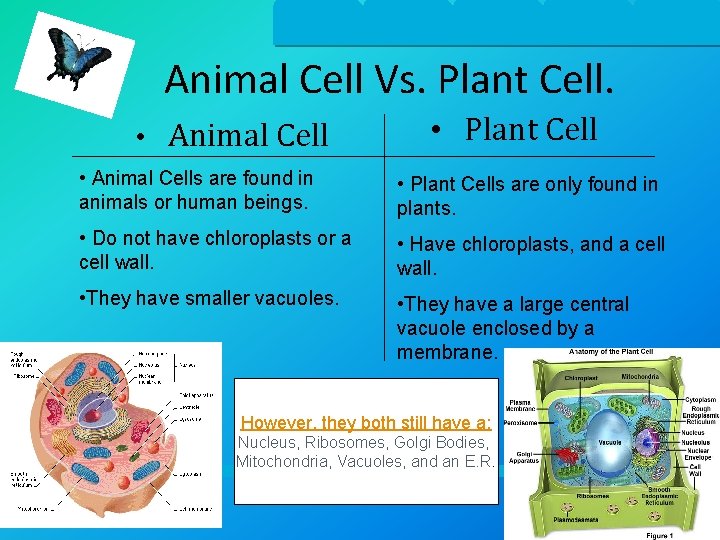 Animal Cell Vs. Plant Cell. • Animal Cell • Plant Cell • Animal Cells