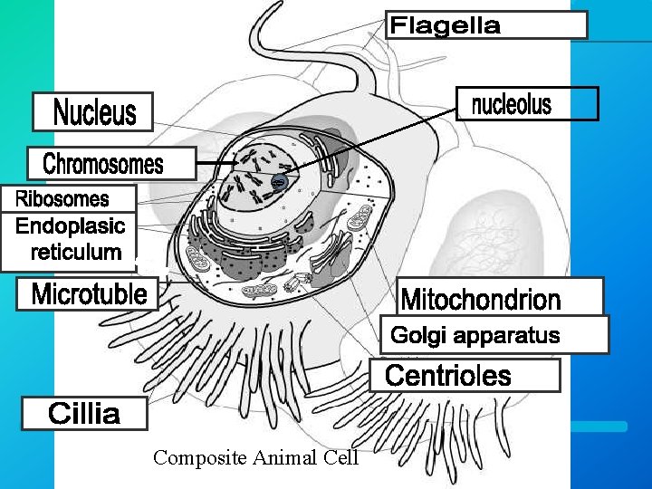 Composite Animal Cell 