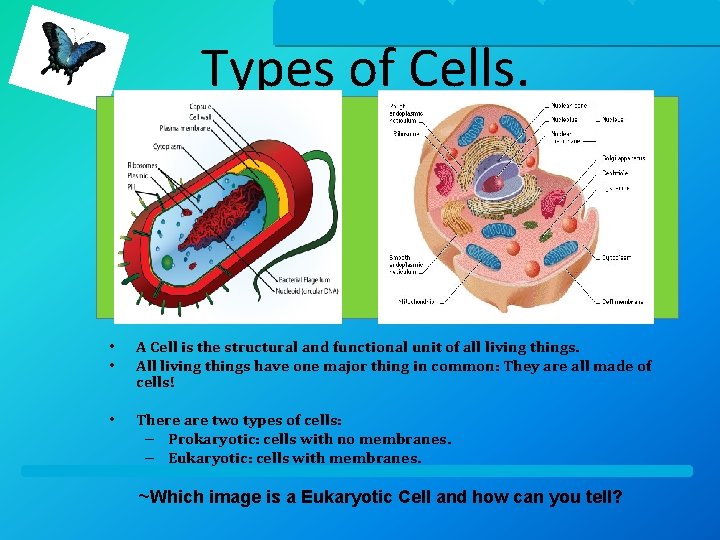 Types of Cells. • • A Cell is the structural and functional unit of