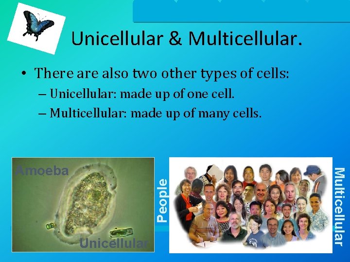 Unicellular & Multicellular. • There also two other types of cells: – Unicellular: made