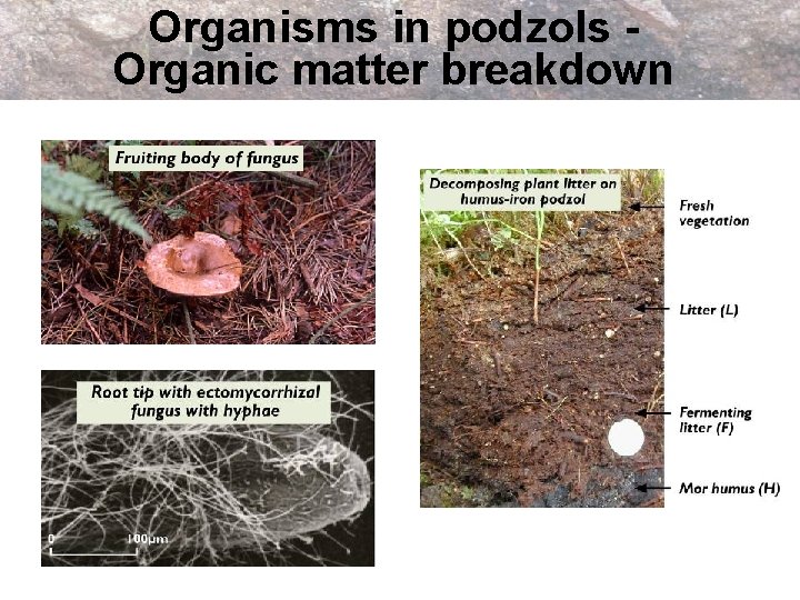 Organisms in podzols Organic matter breakdown 