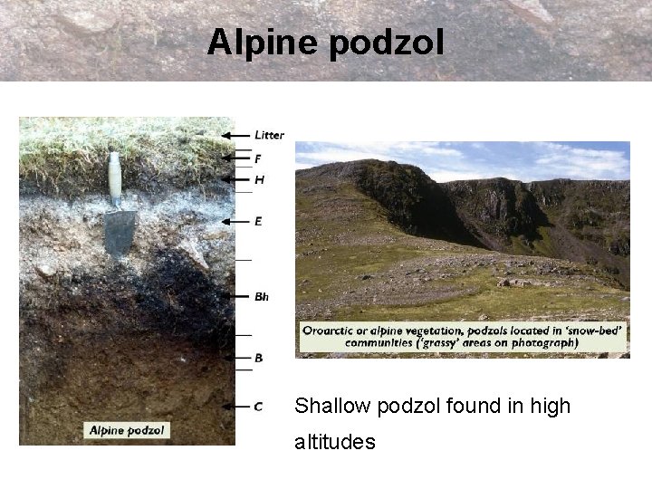 Alpine podzol Shallow podzol found in high altitudes 