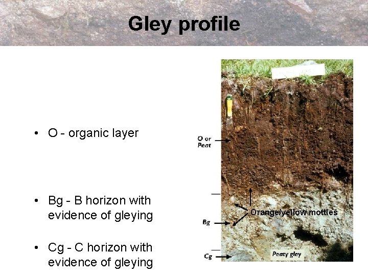 Gley profile • O - organic layer • Bg - B horizon with evidence