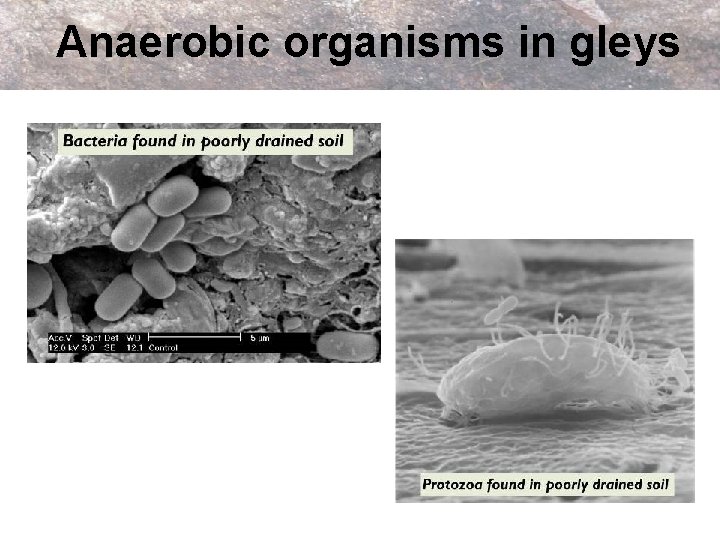 Anaerobic organisms in gleys 