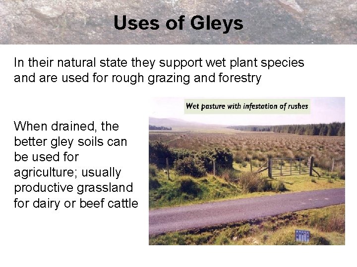 Uses of Gleys In their natural state they support wet plant species and are
