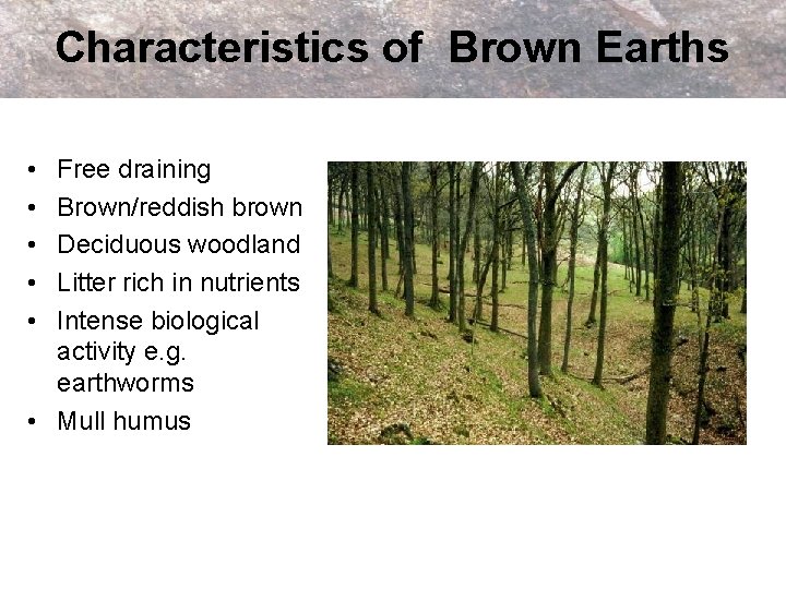 Characteristics of Brown Earths • • • Free draining Brown/reddish brown Deciduous woodland Litter