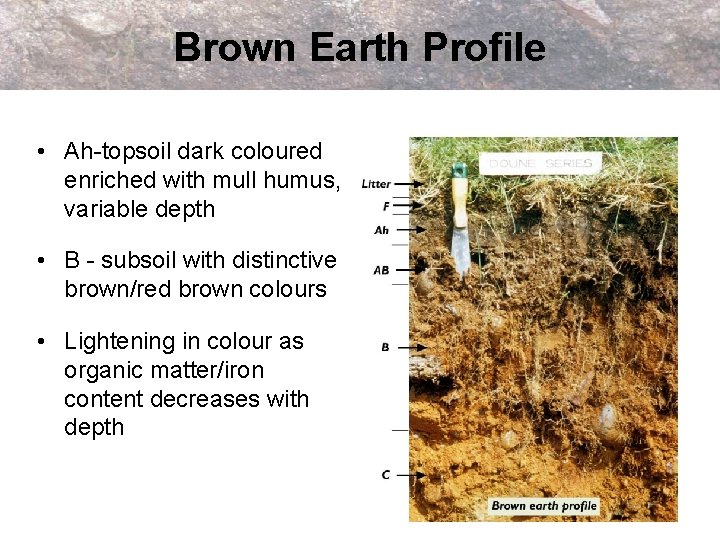 Brown Earth Profile • Ah-topsoil dark coloured enriched with mull humus, variable depth •