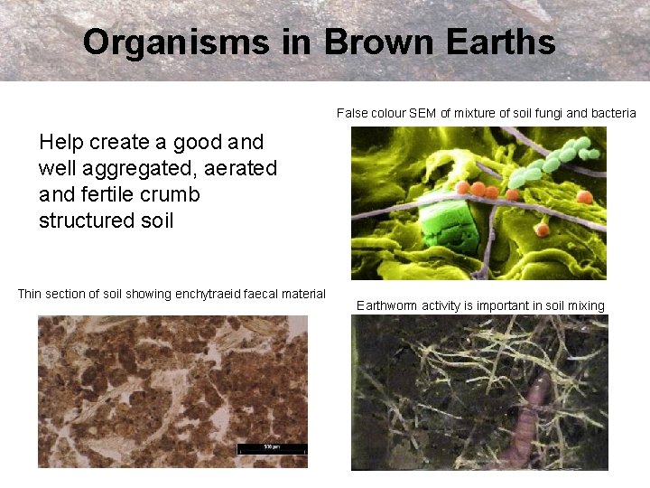 Organisms in Brown Earths False colour SEM of mixture of soil fungi and bacteria