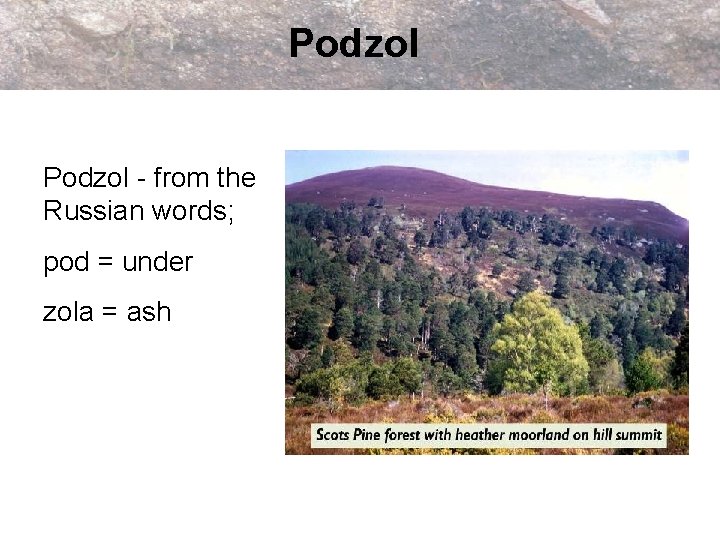 Podzol - from the Russian words; pod = under zola = ash 