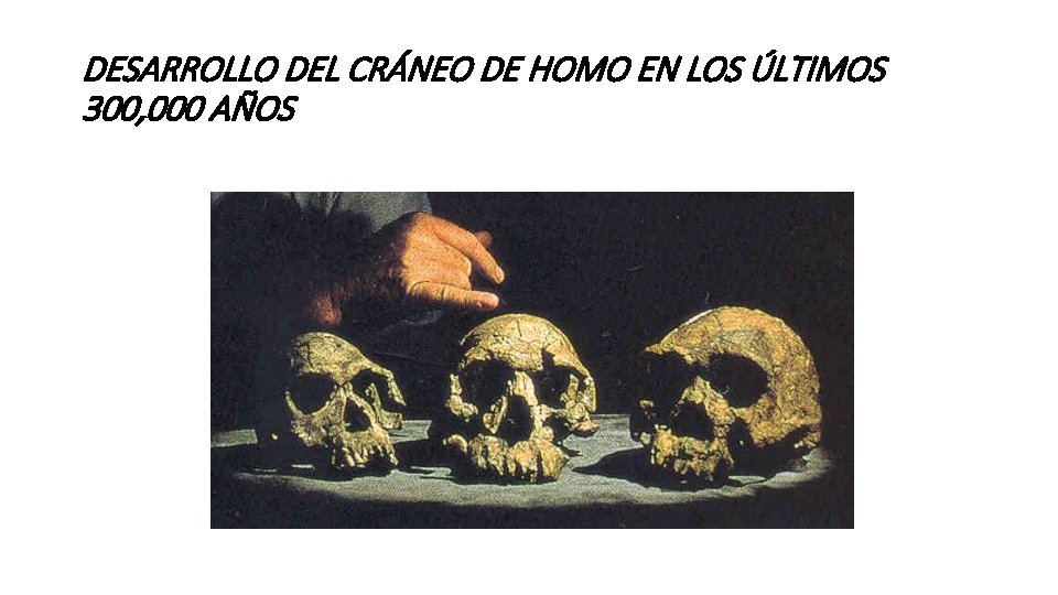 DESARROLLO DEL CRÁNEO DE HOMO EN LOS ÚLTIMOS 300, 000 AÑOS 