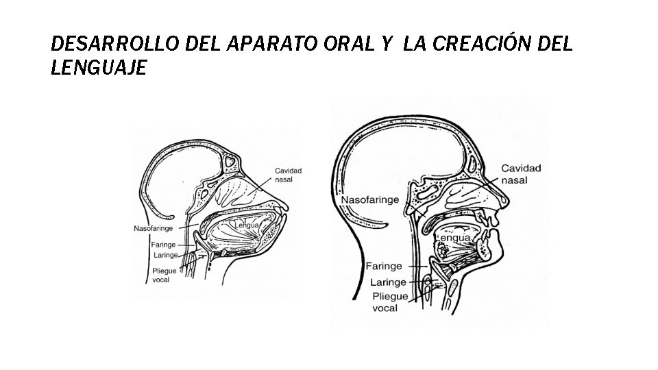 DESARROLLO DEL APARATO ORAL Y LA CREACIÓN DEL LENGUAJE 