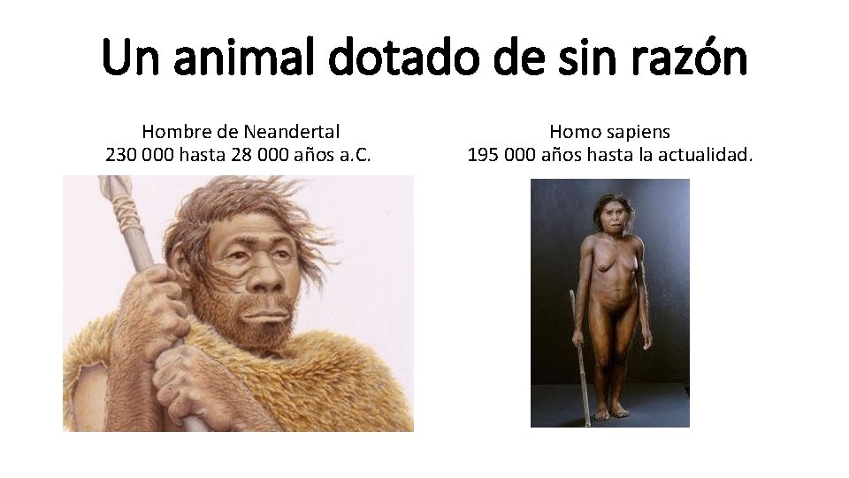 Un animal dotado de sin razón Hombre de Neandertal 230 000 hasta 28 000