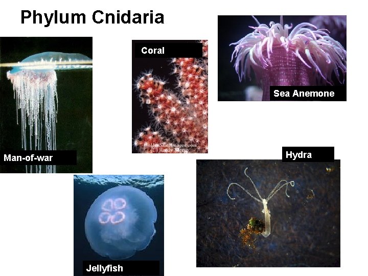 Phylum Cnidaria Coral Sea Anemone Hydra Man-of-war Jellyfish 