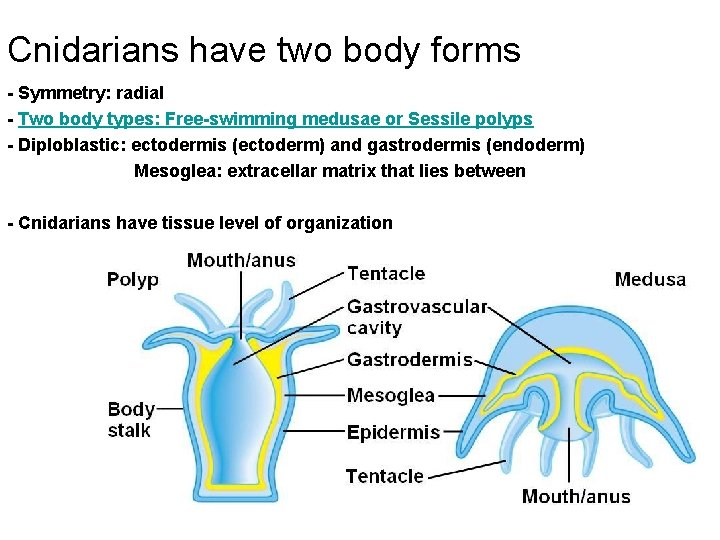 Cnidarians have two body forms - Symmetry: radial - Two body types: Free-swimming medusae