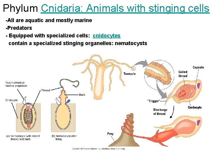 Phylum Cnidaria: Animals with stinging cells -All are aquatic and mostly marine -Predators -