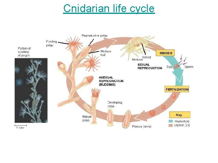 Cnidarian life cycle 