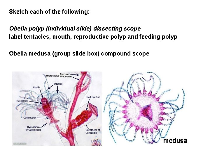 Sketch each of the following: Obelia polyp (individual slide) dissecting scope label tentacles, mouth,
