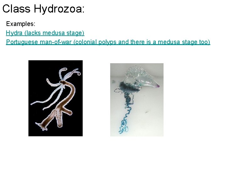Class Hydrozoa: Examples: Hydra (lacks medusa stage) Portuguese man-of-war (colonial polyps and there is