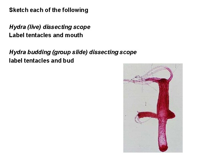 Sketch each of the following Hydra (live) dissecting scope Label tentacles and mouth Hydra