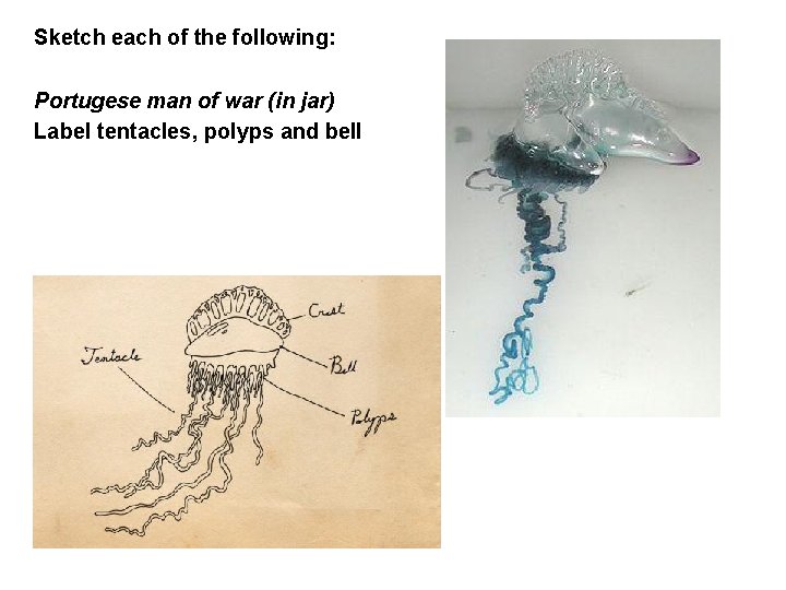 Sketch each of the following: Portugese man of war (in jar) Label tentacles, polyps